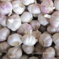 Wholesale Price for Chinese Fresh White Garlic